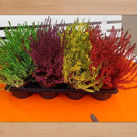 Апартаменты Les Lilas Сент-Мари-о-Мин